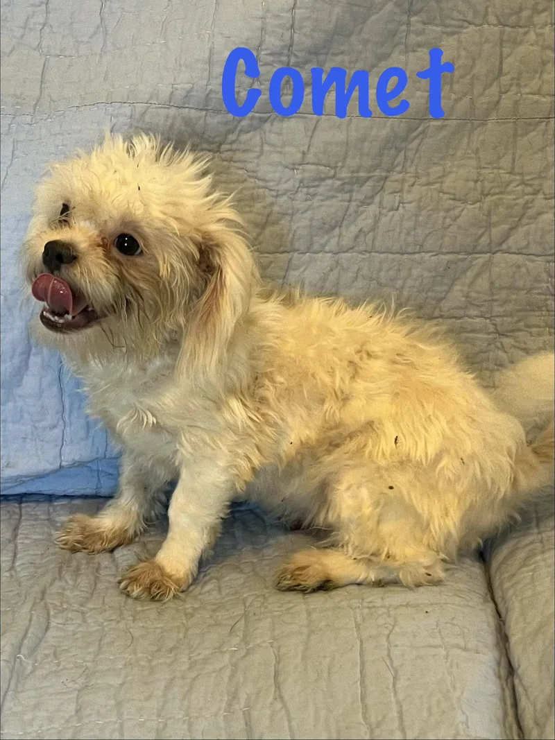 Comet thumbnail 2