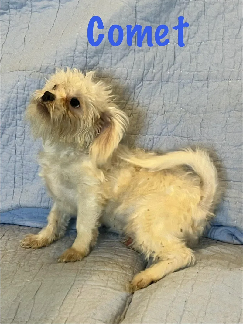 Comet thumbnail 3