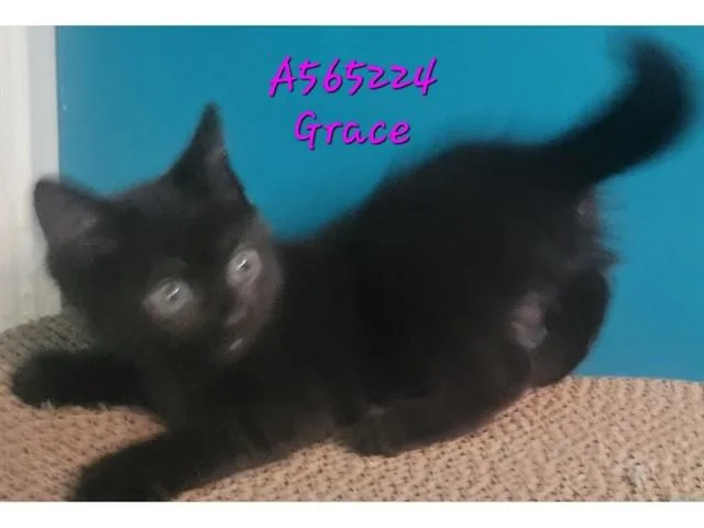 A baby small-sized female Domestic Short Hair cat named Gracie for adoption in Fort Wayne, IN
