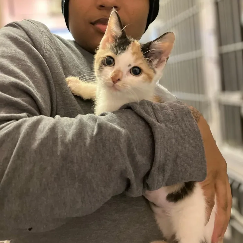A baby small-sized female Calico Domestic Short Hair cat named Cleopatra for adoption in Jarrettsville, MD