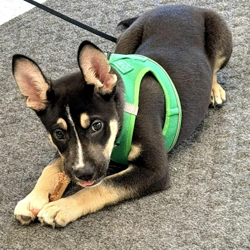 A baby small-sized female Black Mixed Breed dog named Rosie for adoption in Warrensburg, MO