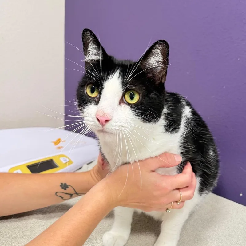 An adult extra large-sized male Domestic Short Hair cat named Mateo for adoption in Englewood, FL