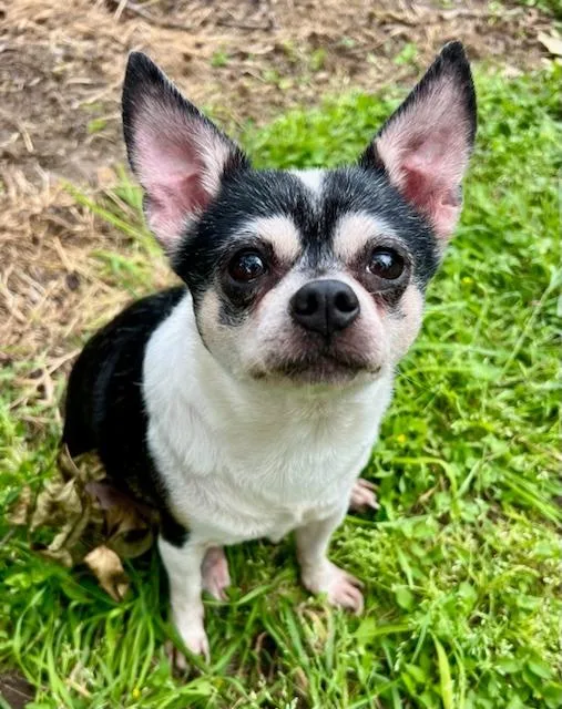A senior small-sized female Chihuahua dog named Peppa Pawdu for adoption in Bryan, TX
