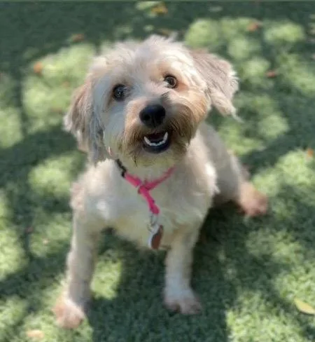 An adult medium-sized female Lhasa Apso dog named Cuddles CA for adoption in Hillside, IL