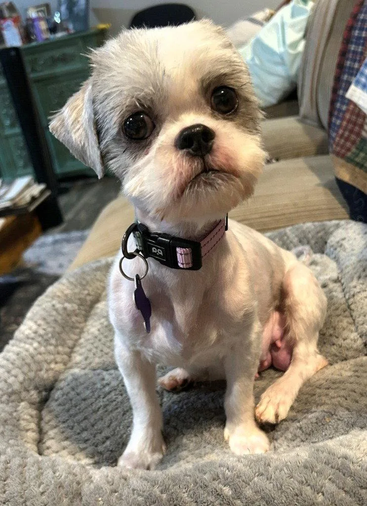 A young small-sized female Shih Tzu dog named Josie for adoption in Ellijay, GA