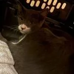 A young medium-sized male Gray / Blue / Silver Domestic Short Hair cat named Ramone for adoption in Kennebunk, ME