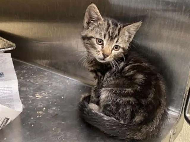A baby small-sized male Domestic Short Hair cat named Usopp for adoption in Tustin, CA
