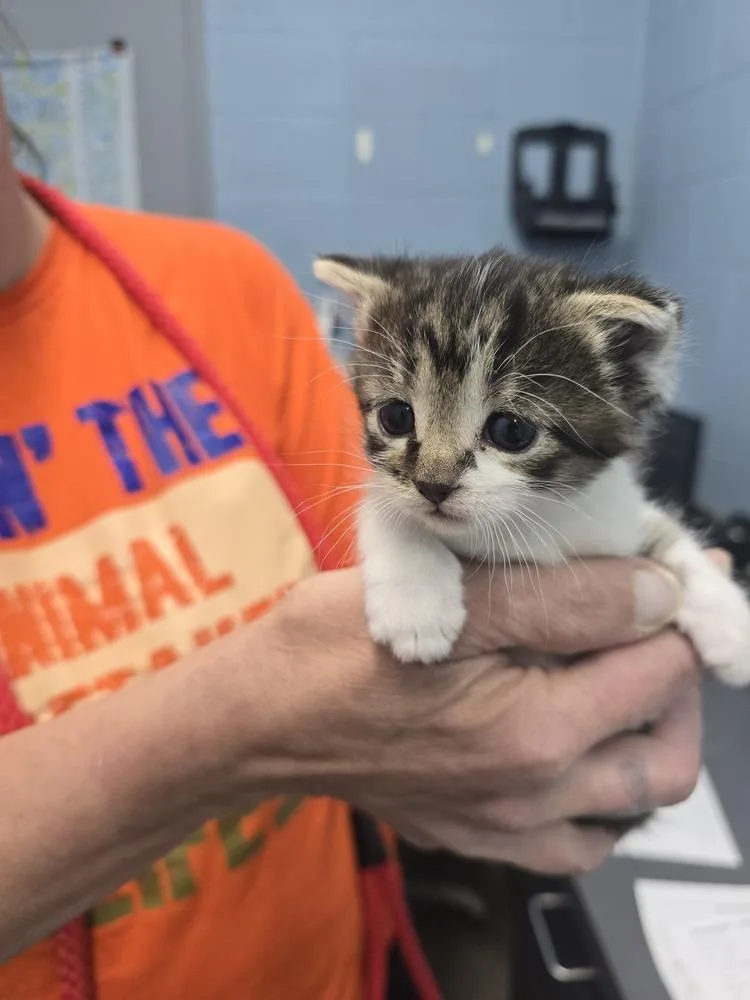 A baby small-sized female Domestic Short Hair cat named Crumble Cookie for adoption in Evansville, IN