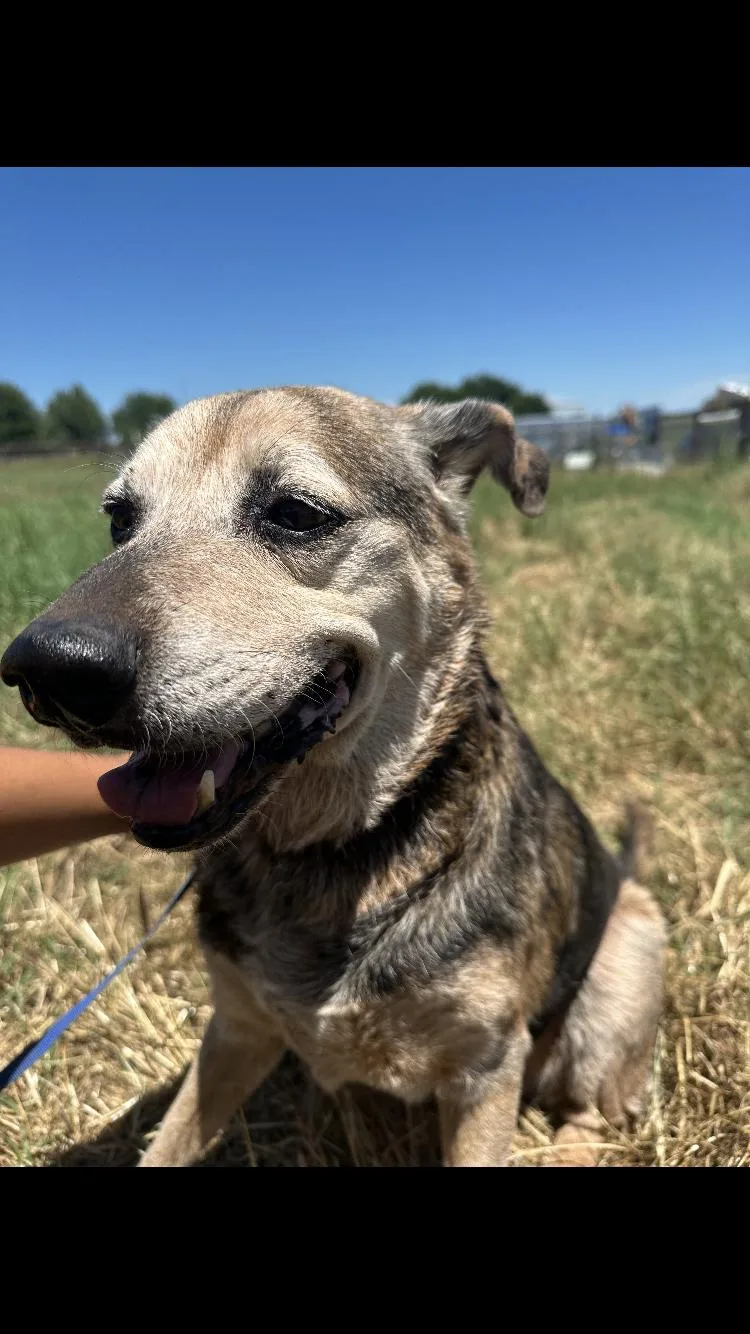 A senior medium-sized female German Shepherd Dog dog named Mandy for adoption in Paradise, TX