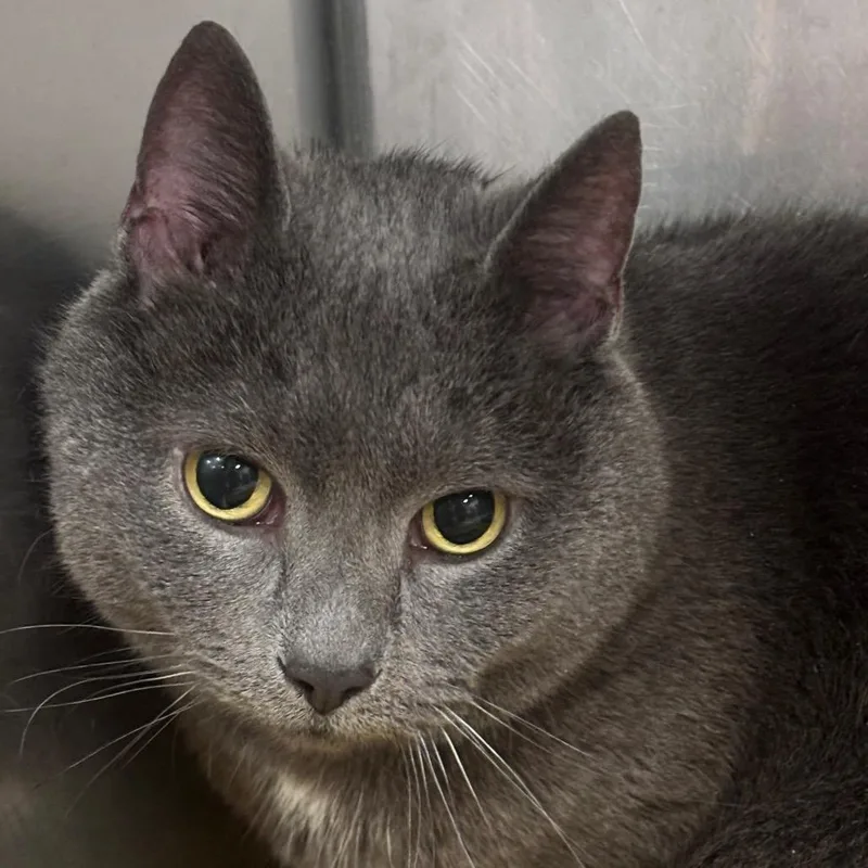 An adult small-sized male Gray / Blue / Silver Domestic Short Hair cat named Maru C for adoption in Napoleon, OH