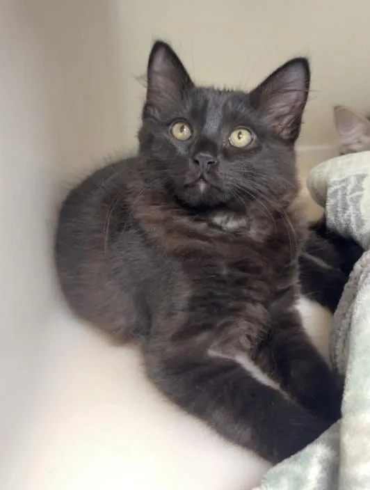 A baby small-sized male Black Domestic Medium Hair cat named Alexander for adoption in Hollister, CA