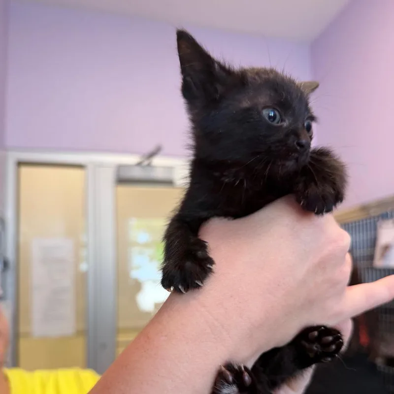 A baby small-sized male Black Domestic Short Hair cat named Swiss Roll for adoption in Madisonville, TN