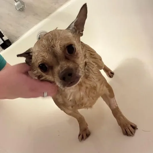 An adult small-sized male Apricot / Beige Chihuahua dog named Weevil for adoption in Joliet, IL