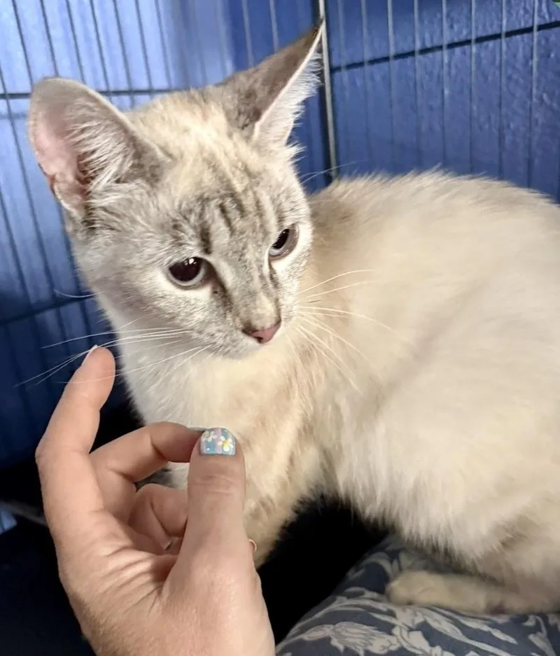 A young medium-sized female Domestic Short Hair cat named Ocean for adoption in Taylor, PA