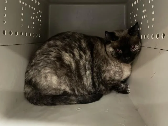 An adult small-sized female Siamese cat named A for adoption in Thousand Palms, CA