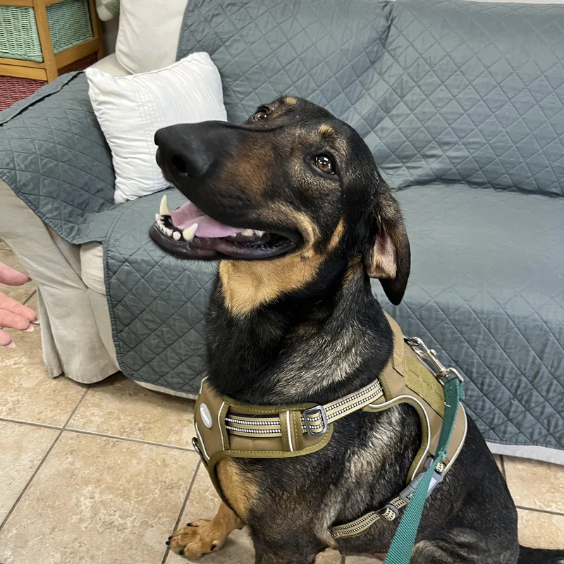 An adult large-sized male Bicolor Doberman Pinscher dog named Bigg'n for adoption in Farmington, MO