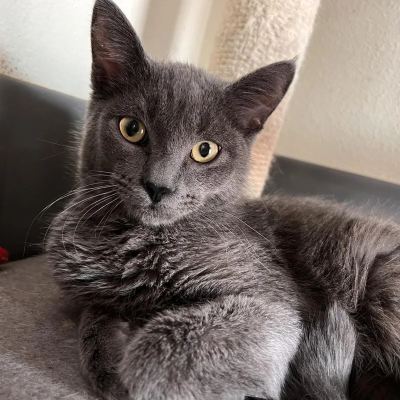 A young medium-sized male Gray / Blue / Silver Domestic Short Hair cat named Match for adoption in Las Vegas, NV