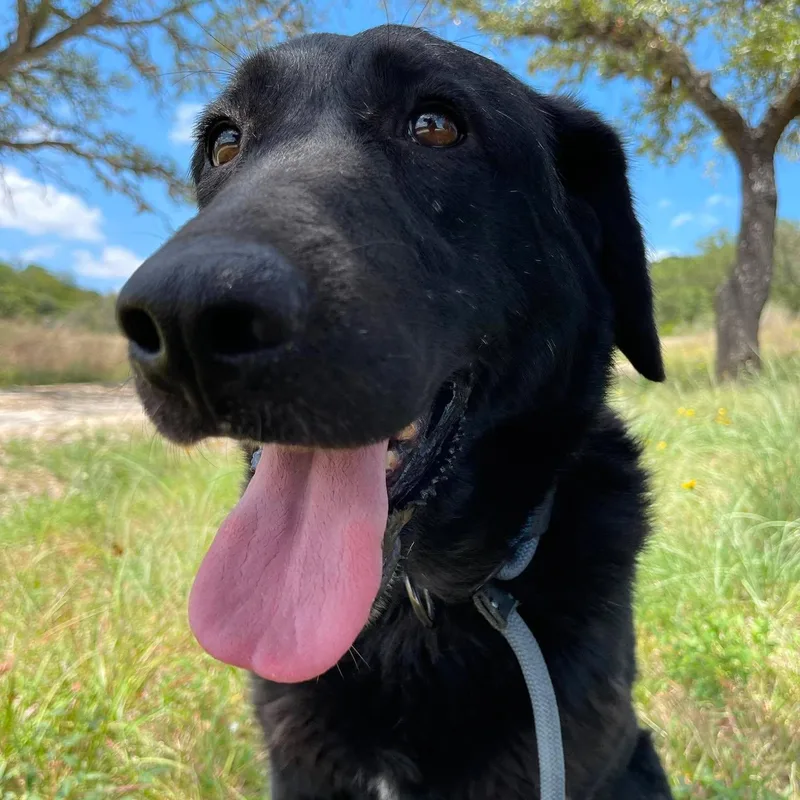 A young large-sized female Black Labrador Retriever dog named Kiki for adoption in Center Point, TX