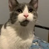 A young medium-sized male Gray & White Domestic Short Hair cat named Georgie for adoption in Avon, NY