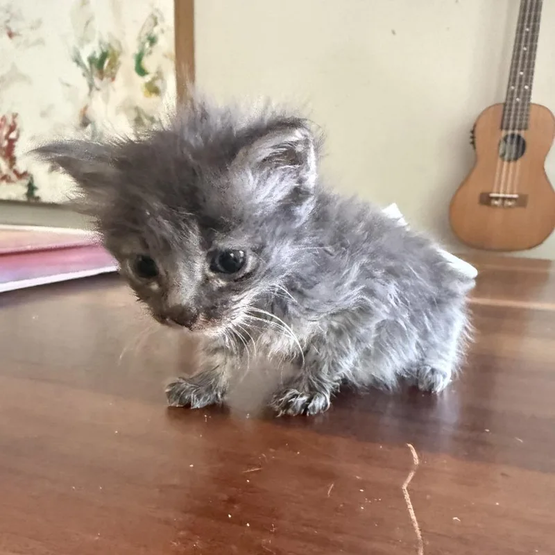 A baby small-sized female Domestic Medium Hair cat named Bubby for adoption in Los Angeles, CA