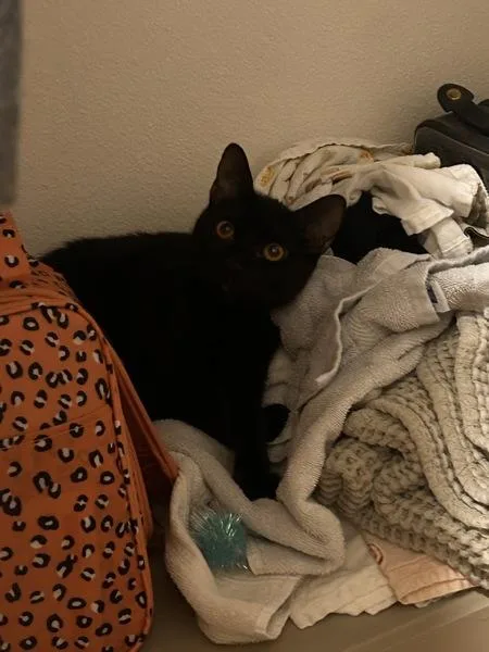 A baby small-sized male Domestic Short Hair cat named Chandler for adoption in Austin, TX