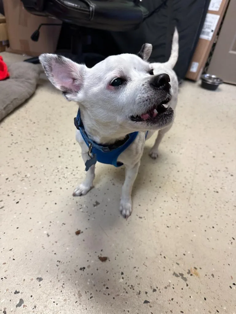 A senior small-sized male Jack Russell Terrier dog named Quincy for adoption in Blountville, TN