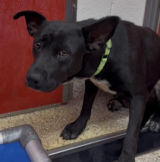 A young medium-sized female Labrador Retriever dog named Caroline for adoption in Tucson, AZ