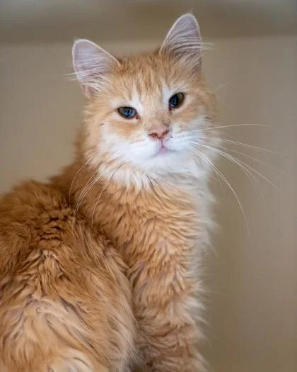 A baby medium-sized female Domestic Short Hair cat named Eileen for adoption in Pequot Lakes, MN