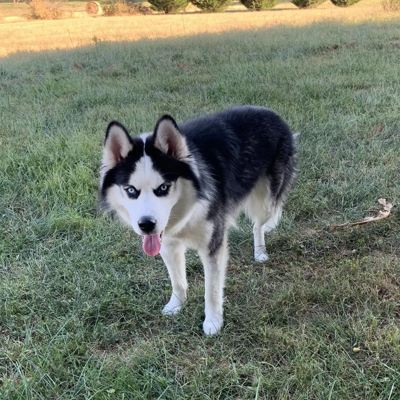 A senior medium-sized male Black Husky dog named Odysseus for adoption in Harrisonburg, VA