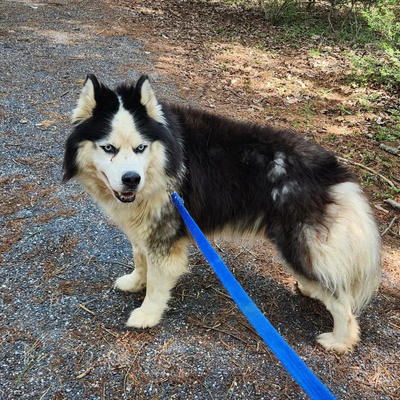 Odysseus thumbnail 3