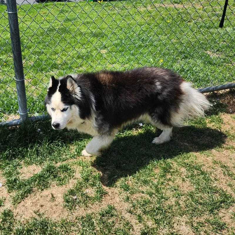 Odysseus thumbnail 6