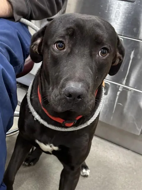 A young medium-sized male Labrador Retriever dog named Tank for adoption in Upper Marlboro, MD