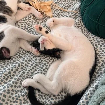 A baby small-sized female Domestic Short Hair cat named Comet for adoption in Miami, FL