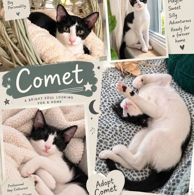 Comet thumbnail 3