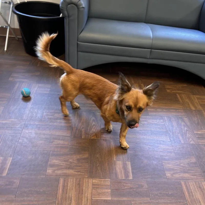 An adult medium-sized male Cardigan Welsh Corgi dog named Teddy for adoption in Roxboro, NC