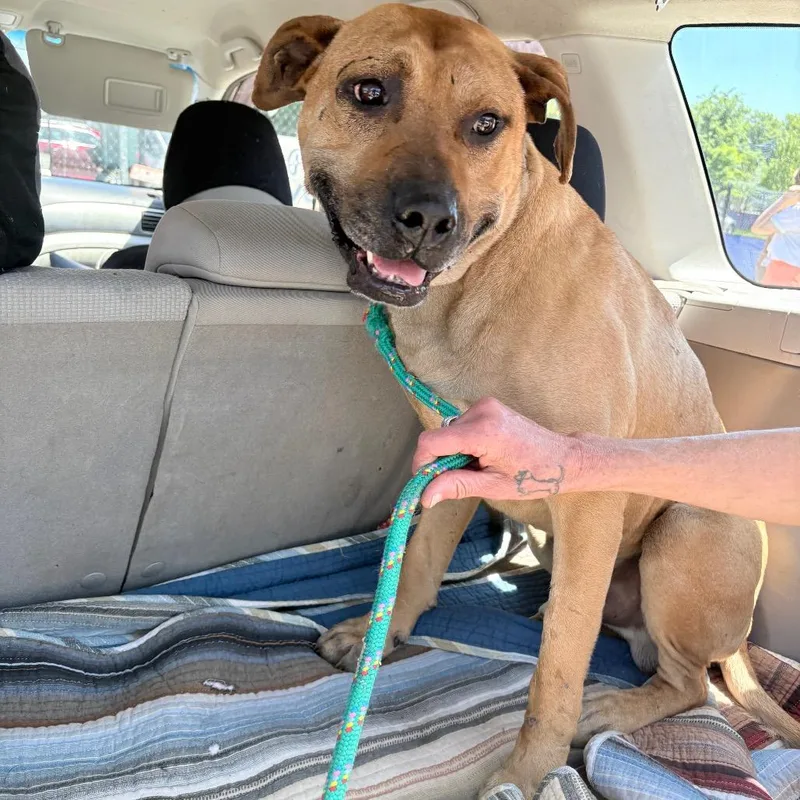 A senior large-sized male Brown / Chocolate Mixed Breed dog named Lincoln for adoption in Philadelphia, PA