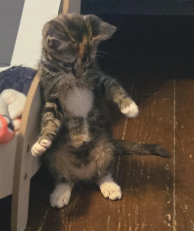 A baby medium-sized female Calico Domestic Short Hair cat named Delilah for adoption in Smithfield, NC