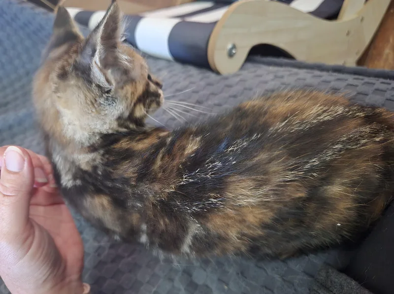 Delilah thumbnail 2