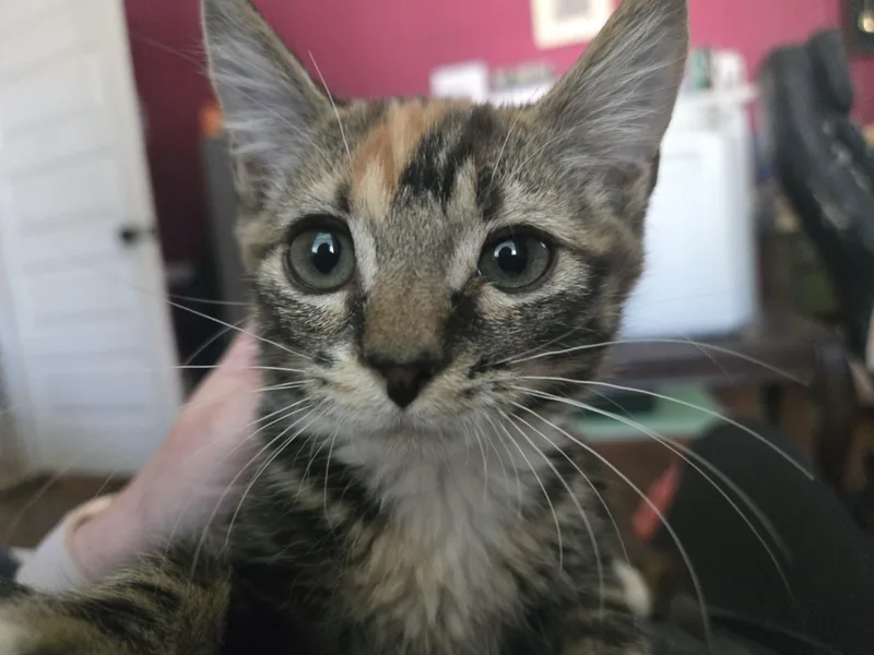 Delilah thumbnail 3