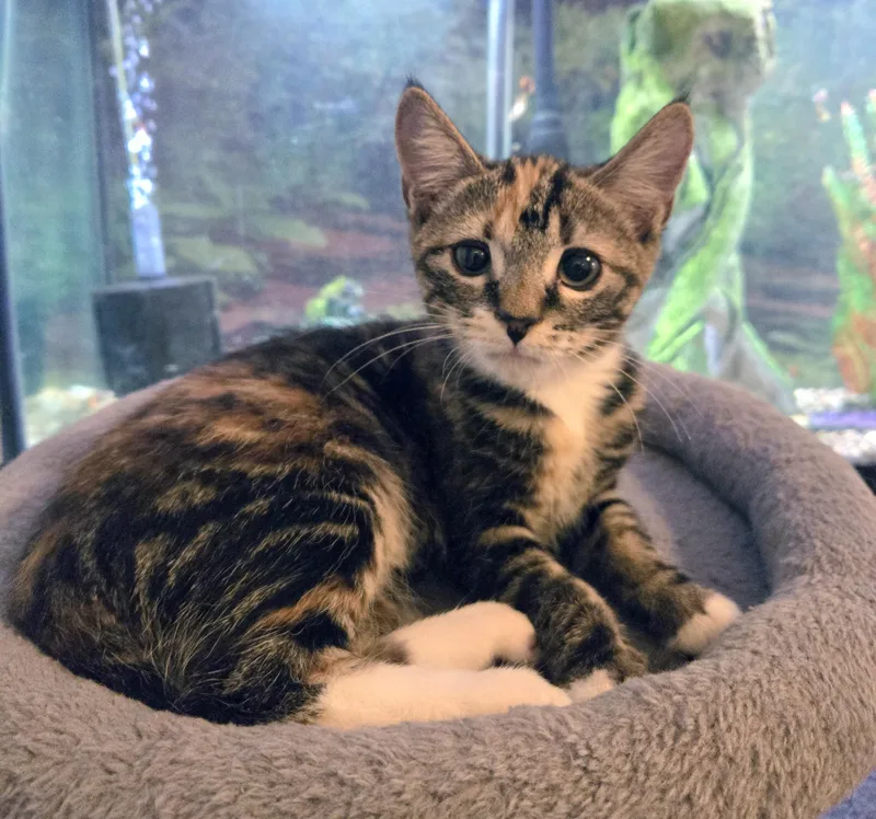 Delilah thumbnail 4