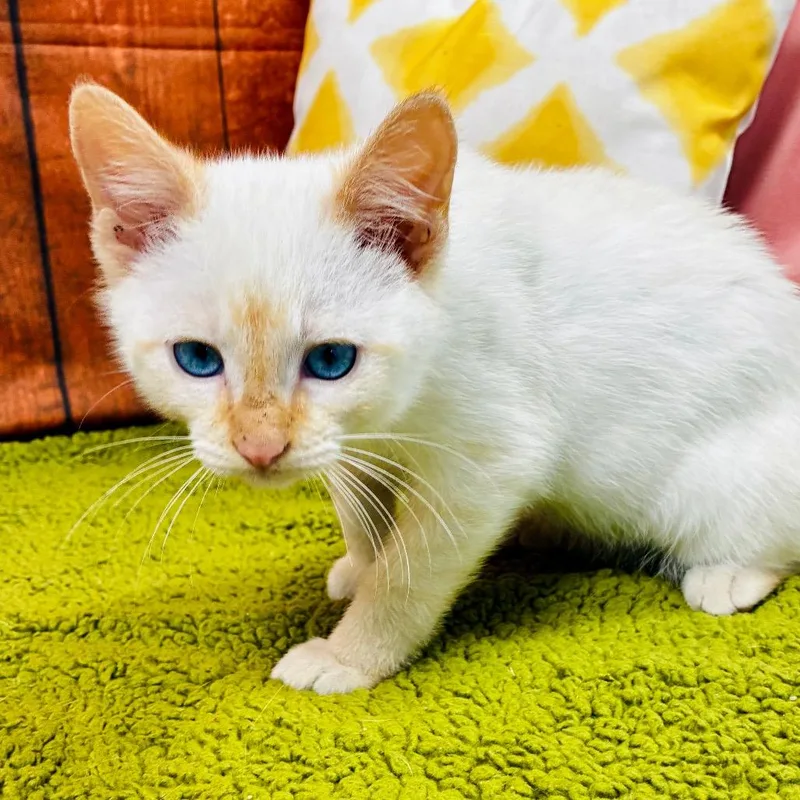 A baby small-sized male Flame Point Domestic Short Hair cat named King for adoption in Lebanon, MO