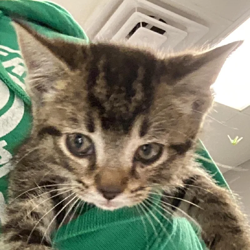 A baby small-sized female Brown / Chocolate Domestic Short Hair cat named Charlie for adoption in Greenville, SC