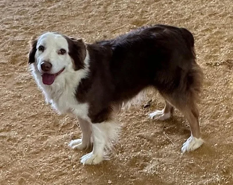 An adult medium-sized female Australian Shepherd dog named Billie for adoption in Winter Park, CO