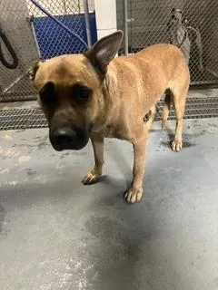 A young large-sized male Mastiff dog named Hubert for adoption in Stockton, CA