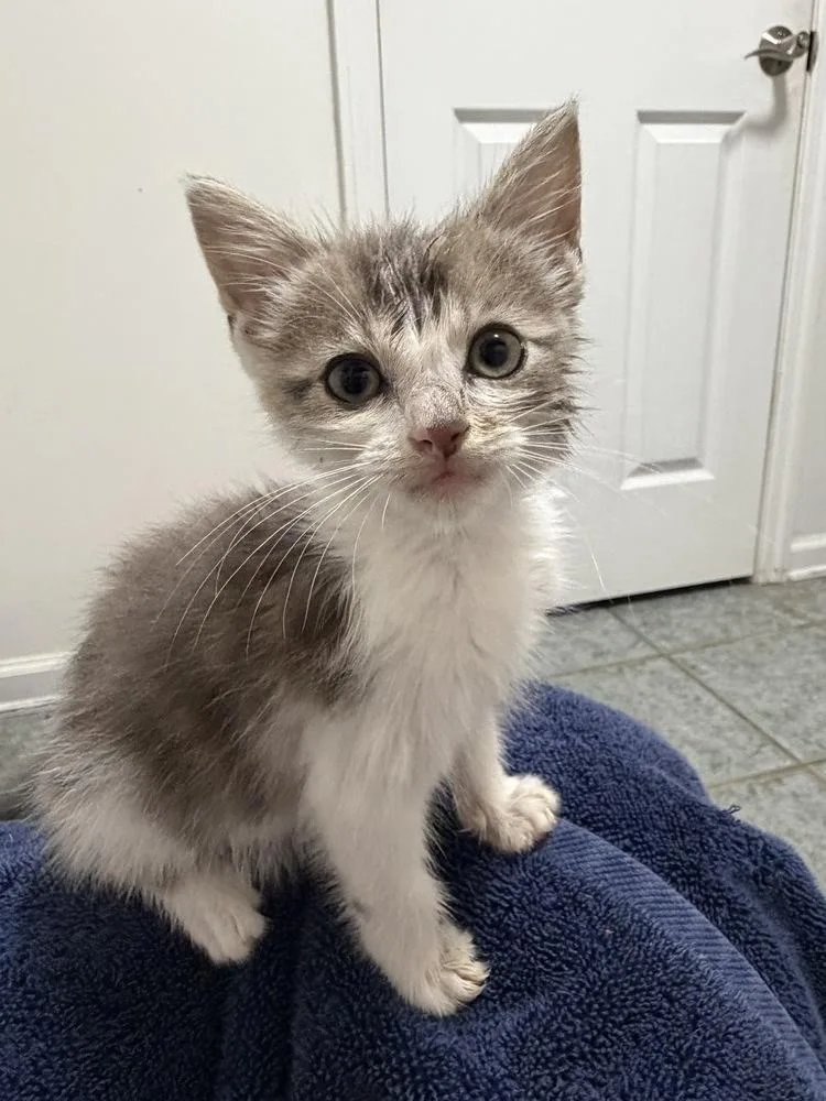 A baby small-sized male Gray & White Domestic Medium Hair cat named Cassian for adoption in Newnan, GA