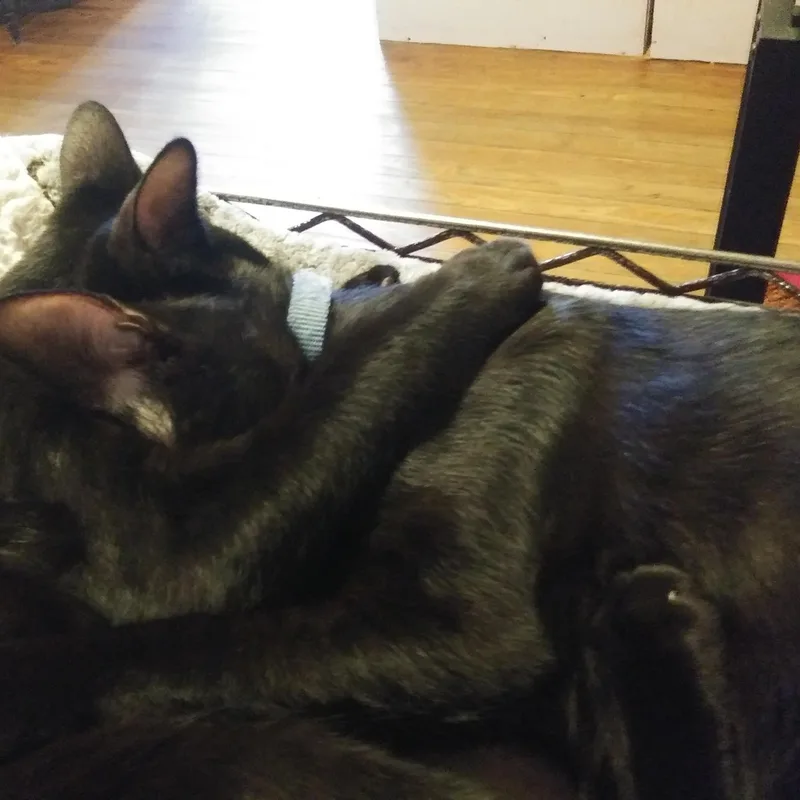 A young medium-sized male Black Domestic Short Hair cat named Ozzy & Orion for adoption in Port Wentworth, GA