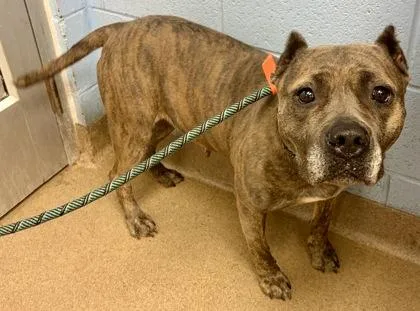 An adult large-sized female Mixed Breed dog named Bianca for adoption in Chamblee, GA