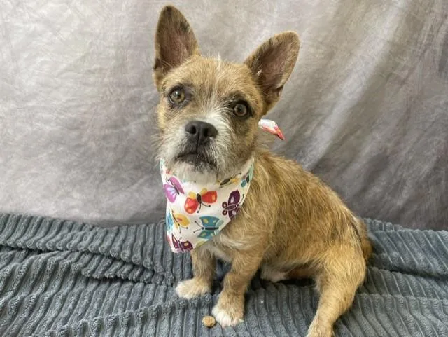 A young small-sized male French Bulldog dog named Marty for adoption in Salinas, CA
