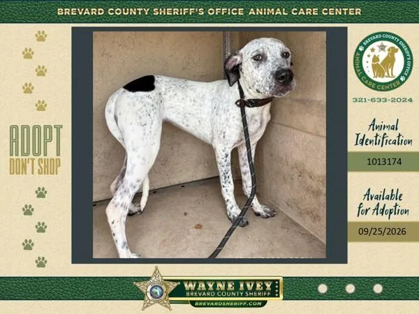 A young large-sized female Mixed Breed dog named Freckles for adoption in Melbourne, FL