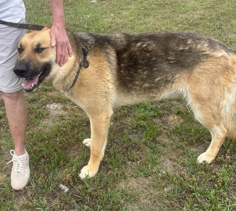 An adult large-sized male Brown / Chocolate German Shepherd Dog dog named King Year Old for adoption in Charlottesville, VA